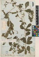 Cyphostemma setosum (Roxb.) Alston [family VITACEAE]