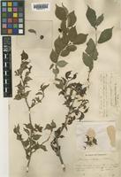 Prunus setulosa Batalin [family ROSACEAE]