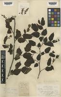 Neillia glandulocalyx H. Lév. [family ROSACEAE]