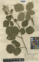 Rubus apiculatus Weihe & Nees ex Bluff & Fingerh. [family ROSACEAE]