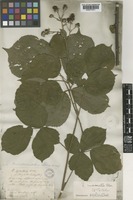 Rubus mucronulatus Boreau [family ROSACEAE]