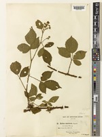 Rubus mercicus E.Bagnall [family ROSACEAE]