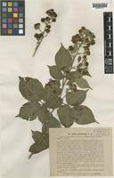Rubus polyanthemus Lindeb. [family ROSACEAE]