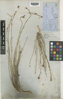Linum perenne L. [family LINACEAE]