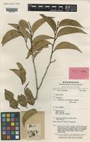 Nothofagus womersleyi Steenis [family NOTHOFAGACEAE]