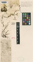 Holotype of Epilobium thymifolium A.Cunn. [family ONAGRACEAE]