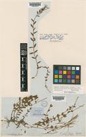 Epilobium alsinoides A.Cunn. subsp. atriplicifolium (A.Cunn.) P.H.Raven & Engelhorn [family ONAGRACEAE]