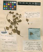 Lectotype of Trapa quadrispinosa Roxb. [family TRAPACEAE]