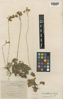 Primula forbesii Franch. subsp. wilmottiae [family PRIMULACEAE]