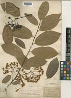 Type of Photinia notabilis C.K.Schneid. [family ROSACEAE]