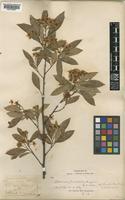 Photinia bergerae C.K.Schneid. [family ROSACEAE]