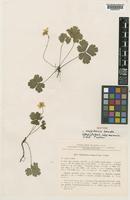Isotype of Waldsteinia ternata Fritsch subsp. maximowiciana Teppner [family ROSACEAE]