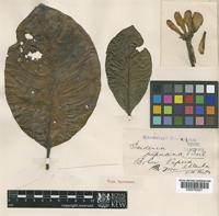 Type of Gardenia papuana F.M.Bailey [family RUBIACEAE]