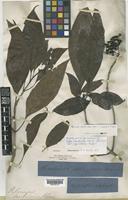 Isotype of Coffea sambucina G.Forst. [family RUBIACEAE]