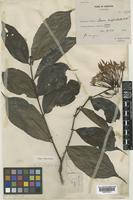 Type of Ixora cuspidata Ridl. [family RUBIACEAE]