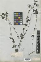 Type of Pavetta parvifolia Vidal [family RUBIACEAE]