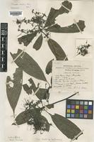 Type of Pavetta laotica Pit. [family RUBIACEAE]