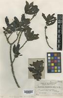 Type of Plectronia oligophlebia Merr. [family RUBIACEAE]