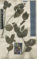 Psydrax odorata (G.Forst.) A.C.Sm. & S.P.Darwin [family RUBIACEAE]