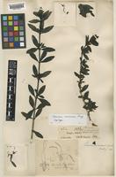 Syntype of Coprosma crassicaulis Stapf [family RUBIACEAE]