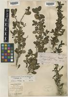 Type of Coprosma petiolata Hook.f. [family RUBIACEAE]