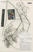 Isotype of Durringtonia paludosa R.J.F.Hend. & Guymer [family RUBIACEAE]