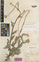 Syntype of Carduus argentatus L. [family COMPOSITAE]