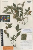Barleria pseudosomalia I.Darbysh. [family ACANTHACEAE]