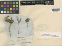 Isotype of Plantago albicans L. var. nana Boiss. [family PLANTAGINACEAE]
