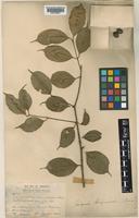 Syzygium benjaminum Diels [family MYRTACEAE]