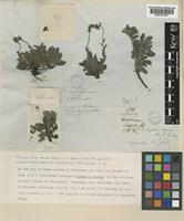 Type of Myosotis saxosa Hook.f. [family BORAGINACEAE]
