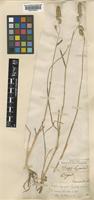 Dactylis glomerata L. [family POACEAE]