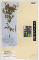 Calliandra eriophylla Benth. var. eriophylla [family LEGUMINOSAE-MIMOSOIDEAE]