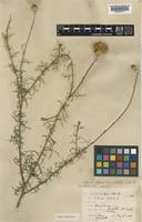 Type of Centaurea intybacea unrecorded var. capillifolius Sandwith ex Lacaita [family COMPOSITAE]