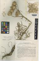 Isotype of Centaurea carduiformis DC. subsp. orientalis Wagenitz [family COMPOSITAE]
