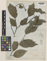 Piper argyrophyllum Miq. [family PIPERACEAE]
