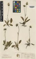 Type of Hieracium macrocarpum Pugsley [family ASTERACEAE]