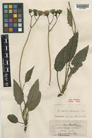 Type of Hieracium pseudostenstroemii Pugsley [family COMPOSITAE]