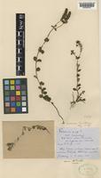 Type of Veronica turrilliana Stoj. & Stef. [family PLANTAGINACEAE]