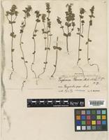 Euphrasia arctica Lange subsp. tenuis (Brenner) Yeo [family OROBANCHACEAE]