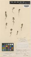 Euphrasia nivalis Beck [family OROBANCHACEAE]