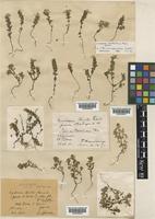 Euphrasia christii Favrat [family OROBANCHACEAE]