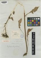 Cephalorrhynchus tuberosus Schchian. [family COMPOSITAE]