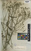 Lapsana communis L. [family COMPOSITAE]