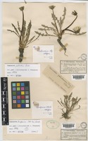 Type of Taraxacum turfosum (Sch. Bip.) Soest [family COMPOSITAE]