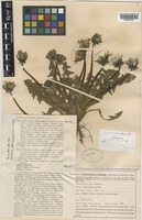 Paratype of Taraxacum orcadense Dahlst. [family COMPOSITAE]