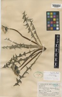 Isolectotype of Taraxacum lingulatum Markl. [family COMPOSITAE]