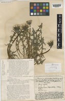 Isolectotype of Taraxacum fulvicarpum Dahlst. [family COMPOSITAE]