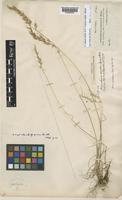 Arrhenatherum album (Vahl) Clayton [family POACEAE]