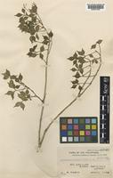 Schefflera angilogensis Merr. [family ARALIACEAE]
